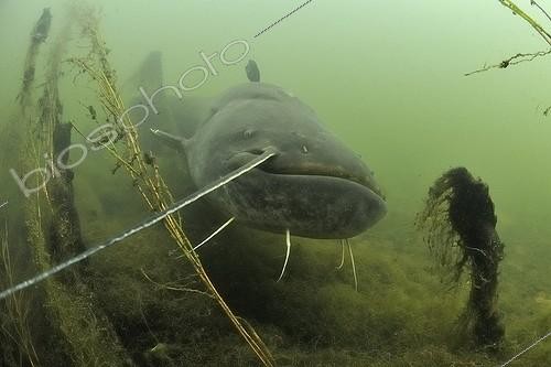 Biosphoto | 1420268 | Curious Wels catfish in the river Cher France | &copy; Bruno Guénard / Biosphoto