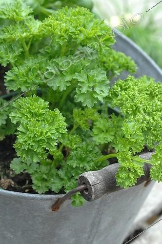 Biosphoto | 1967702 | Curly parsley pot tin - France  | &copy; Catherine Fruhinsholz / Biosphoto