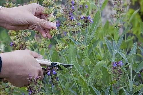 Biosphoto | 1637378 | Cut of kitchen sage faded flowers in a garden | &copy; NouN / Biosphoto
