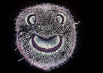Biosphoto | 243807 | Cut petiole of Raspberry cane France | &copy; Christian Gautier / Biosphoto