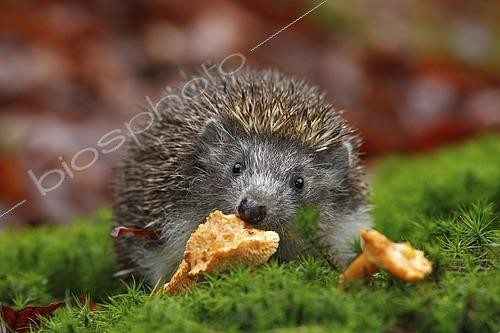 Biosphoto | 2609119 | Cute European Hedgehog, Erinaceus europaeus, eating orange mushroom in the green moss | &copy; Ondrej Prosicky NATU / imageBROKER / Biosphoto