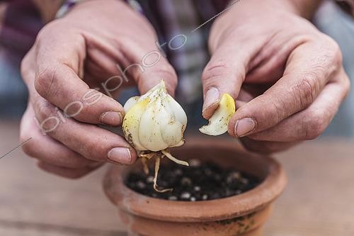 Biosphoto | 2458840 | Cutting of a royal lily (Lilium regale) from scales taken from a bulb. | &copy; Jean-Michel Groult / Biosphoto