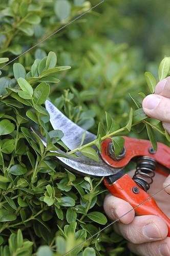 Biosphoto | 1045114 | Cutting of common box | &copy; Alexandre Petzold / Biosphoto