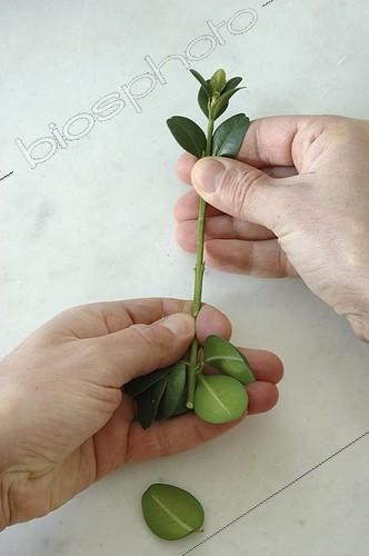 Biosphoto | 1045117 | Cutting of common box | &copy; Alexandre Petzold / Biosphoto