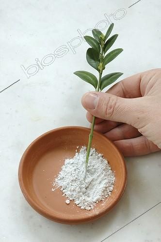 Biosphoto | 1045121 | Cutting of common box | &copy; Alexandre Petzold / Biosphoto