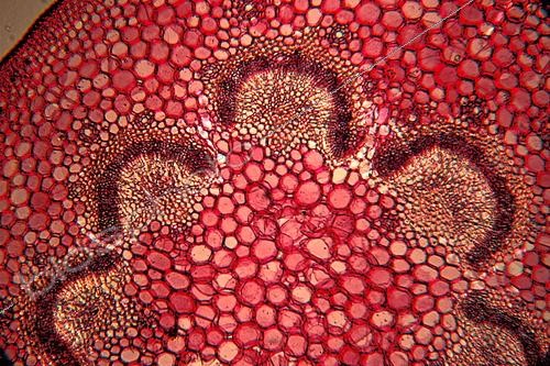 Biosphoto | 2519039 | Cutting of Ivy petiole | &copy; Jean-Claude Louchet / Biosphoto