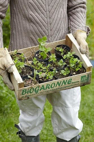 Biosphoto | 1852065 | Cuttings in a garden | &copy; Jean-Michel Groult / Biosphoto