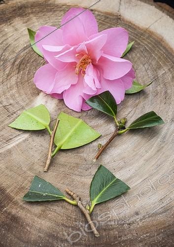 Biosphoto | 2047502 | Cuttings of camellia in a garden | &copy; Jean-Michel Groult / Biosphoto