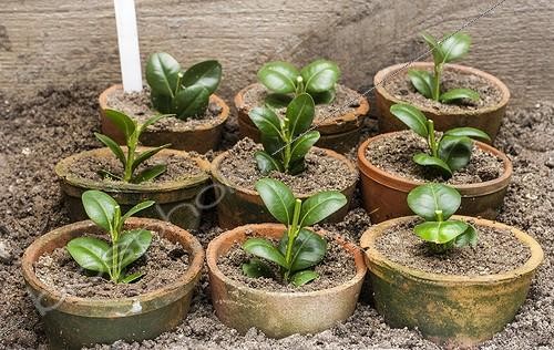 Biosphoto | 2047500 | Cuttings of common boxes in a garden | &copy; Jean-Michel Groult / Biosphoto