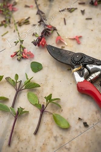 Biosphoto | 2047501 | Cuttings of sage in a garden | &copy; Jean-Michel Groult / Biosphoto