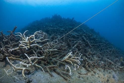 Biosphoto | 2595320 | Cyclone Chido damage to coral in Mayotte (December 2024) | &copy; Gabriel Barathieu / Biosphoto