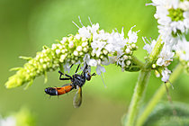 Biosphoto | 2626682 | Cylindromyia (Cylindromyia sp) pollinating a wild round-leaved mint (Mentha suaveolens) inflorescence, Auvergne, France. | &copy; Monique Morin / Biosphoto