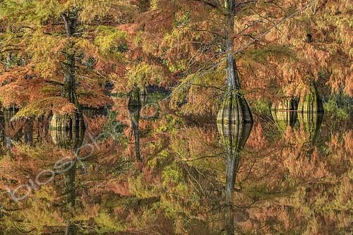 Biosphoto | 2419275 | Cyprès chauves (Taxodium distichum) en automne. Etang de Boulieu, Isère, France. Le Cyprès chauve, ou Cyprès de Louisiane, est une espèce d'arbres de la famille des Taxodiaceae originaire du sud-est des États-Unis. C'est une espèce remarquable par son adaptation aux milieux humides. | &copy; Jean-Philippe Delobelle / Biosphoto