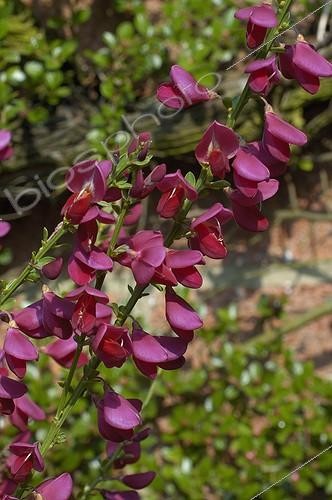 Biosphoto | 111389 | Cytisus 'Burkwoodi' in may  | &copy; NouN / Biosphoto