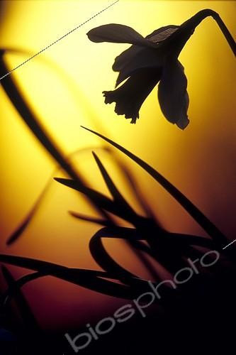 Biosphoto | 743674 | Daffodils in the woods in the last dawn Doubs valley | &copy; Florent Cardinaux  / Biosphoto