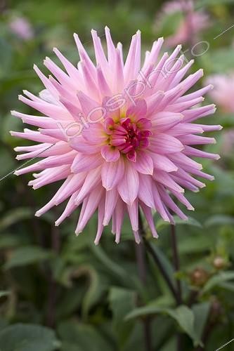 Biosphoto | 2075677 | Dahlia cactus 'Preference' in bloom in a garden | &copy; Frédéric Tournay / Biosphoto