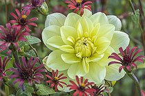 Biosphoto | 2595938 | Dahlia 'Glorie van Heemstede', Zinnia peruviana, Breeder: Geerlings (NDL) 1947, flowers | &copy; Alain Kubacsi / Biosphoto