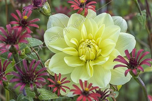 Biosphoto | 2595938 | Dahlia 'Glorie van Heemstede', Zinnia peruviana, Breeder: Geerlings (NDL) 1947, flowers | &copy; Alain Kubacsi / Biosphoto