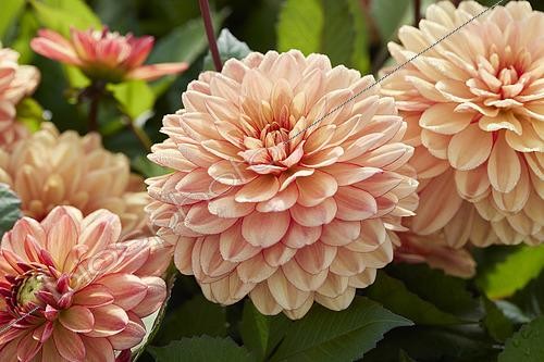 Biosphoto | 2573298 | Dahlia Go Go Peach | &copy; VisionsPictures & Photography / Visions Pictures / Biosphoto
