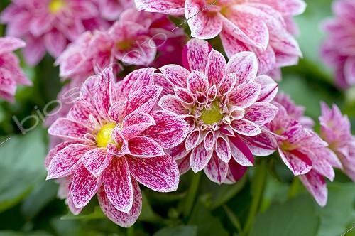 Biosphoto | 543267 | Dahlia in bloom in a garden | &copy; Frédéric Didillon / Biosphoto