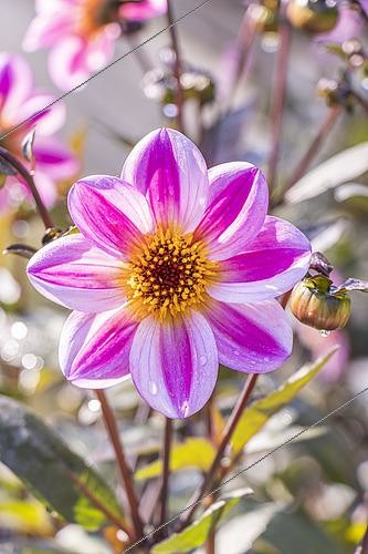 Biosphoto | 2590577 | Dahlia 'La Vie en Rose', Breeder : Kneblewski (FRA) 2019, flower | &copy; Alain Kubacsi / Biosphoto