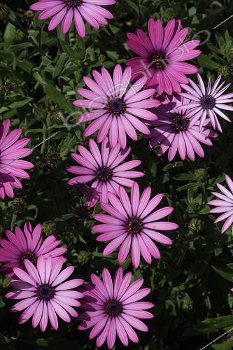Biosphoto | 1442968 | Daisybush flowers | &copy; André Pascal / Biosphoto