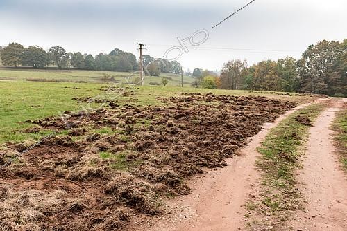 Biosphoto | 2092788 | Damage caused by wild boars rooting around for food, Moselle, France | &copy; Yann Avril / Biosphoto