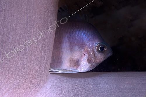 Biosphoto | 1159782 | Damselfish hiding behind a soft coral Mayotte | &copy; Mathieu Foulquié / Biosphoto