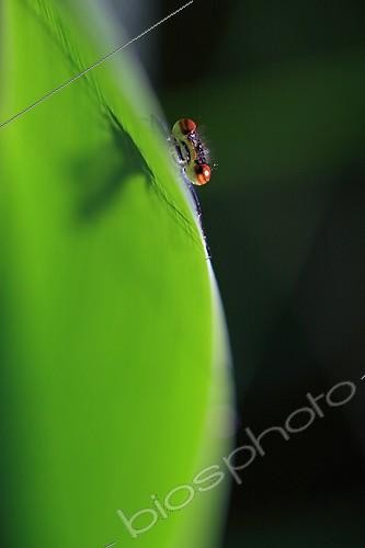 Biosphoto | 563303 | Damselfly hiding behind a leaf France | &copy; Pascal Pittorino / Biosphoto