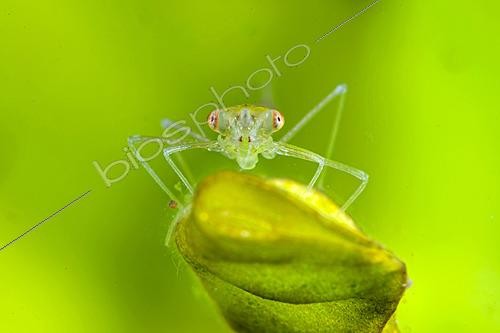 Biosphoto | 2621899 | Damselfly nymph (Zygoptera sp), city of Couffy, Loir et Cher, France | &copy; Bruno Guénard / Biosphoto