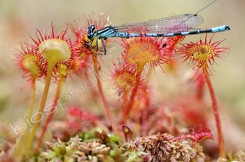 Biosphoto | 1633199 | Damselfly trapped by a round-leaved Sundew Vosges France  | &copy; Michel Poinsignon / Biosphoto