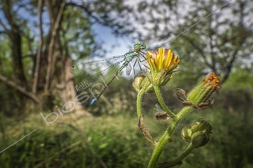 Biosphoto | 2613648 | Damselfly (Zygoptera sp) on a flower, Italy. | &copy; Alberto Ghizzi Panizza / Biosphoto