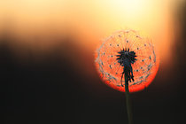 Biosphoto | 2619548 | Dandelion Achene (Taraxacum officinale) in the setting sun circle, France. | &copy; Christophe Perelle / Biosphoto