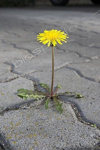 Biosphoto | 2445247 | Dandelion growing between paving stones | &copy; Bernhard Kreutzer / imageBROKER / Biosphoto