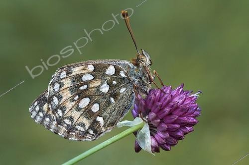 Biosphoto | 1921344 | Dark Green Fritilla on Garlic flower - Serra do Courel Spain | &copy; Siro Moya / Biosphoto