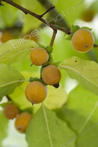 Biosphoto | 1998716 | Date plum in fruit in a garden | &copy; Alexandre Petzold / Biosphoto