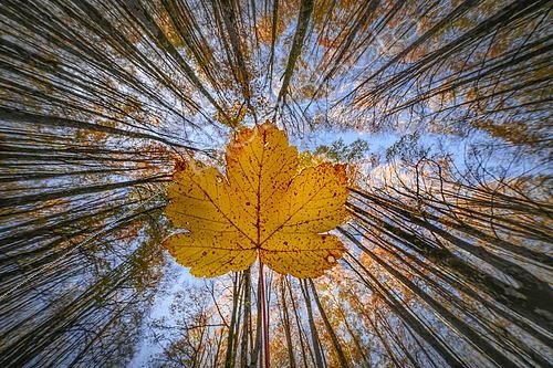 Biosphoto | 2613662 | Dead leaf in a clear forest in autumn, Italy. | &copy; Alberto Ghizzi Panizza / Biosphoto