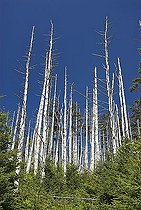 Biosphoto | 1461211 | Dead trees on Clingman's Dome, Great Smokey Mountains National Park, North Carolina and Tennessee, USA | &copy; Oliver Gerhard / imageBROKER / Biosphoto