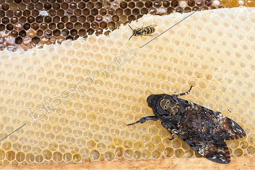 Biosphoto | 2404725 | Death's Head Hawk-Moth (Acherontia atropos) sitting on honeycomb, Baden-Wuerttemberg, Germany | &copy; Ralph Martin / BIA / Biosphoto