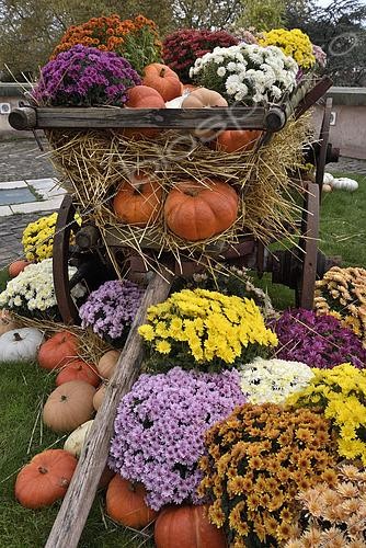 Biosphoto | 2449935 | Decorations, cart, cucurbits in autumn, interior courtyard of museum, Le Chateau en Couleur, castle of the Dukes of Wurtemberg, Montbeliard, Doubs, France | &copy; Denis Bringard / Biosphoto