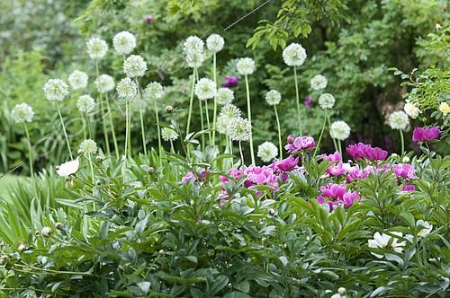 Biosphoto | 2083193 | Decorative Garlic (Allium sp) and Peony (Paeonia sp) flowers in bloom | &copy; DIGIT images / Biosphoto