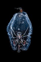 Biosphoto | 2454292 | Deep sea Amphipod (Phronima sp) in its refuge (Siphonophorae sp) photographed at night above abyssal depths. Tahiti, French Polynesia | &copy; Fabien Michenet / Biosphoto