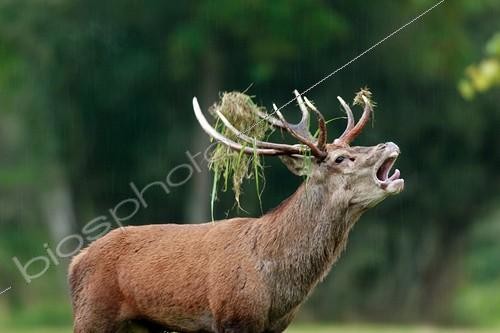 Biosphoto | 891063 | Deer bellowing wood covered with vegetation France ; Deer Wood asymmetric  | &copy; Christophe Perelle / Biosphoto