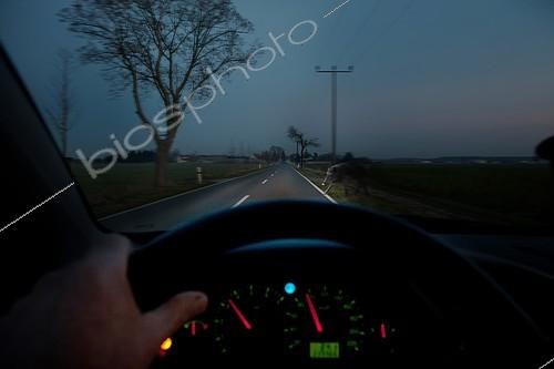 Biosphoto | 2407755 | Deer crossing or animal crossing, a wild boar appearing in the headlights of a moving car at dusk | &copy; Thomas Jentzsch / imageBROKER / Biosphoto