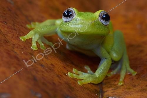 Biosphoto | 2017165 | Demerara Falls Treefrog - Mountain Kaw French Guiana. When exposed to ultra-violet light, the skin of this tree frog emits a bright green fluorescent glow. | &copy; Quentin Martinez / Biosphoto