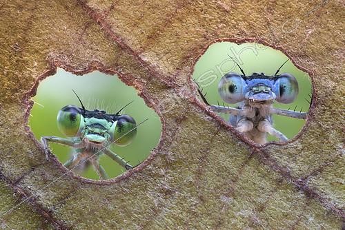 Biosphoto | 2141078 | Demoiselles regardant à travers les trous faits dans une feuille par une chenille | &copy; Alberto Ghizzi Panizza / Biosphoto