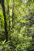 Biosphoto | 2619398 | Dense tropical rainforest, often referred to as jungle or wet forest, Ecuador. The Layered Vegetation: In the center, a tree fern is clearly visible with its characteristic umbrella-shaped fronds. There are tall trees forming the canopy, medium-sized shrubs, and a dense herbaceous layer on the ground, which limits the penetration of direct light. Many plants grow directly on the trunks of trees (epiphytes), including mosses and ferns. This is a typical sign of very high ambient humidity. The variety of leaf shapes (large broad leaves like Araceae on the left, finely divided fern fronds, delicate foliage) reflects the high biodiversity of this environment. Each plant 