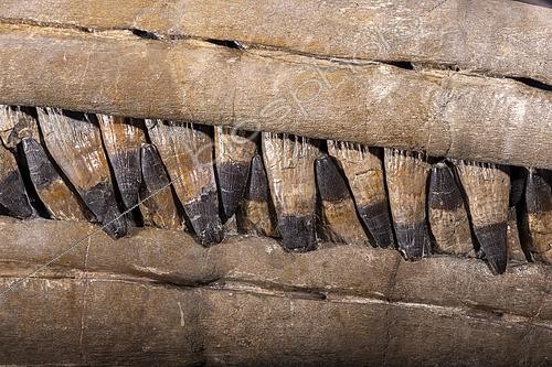 Biosphoto | 2552444 | Dentition of the largest Cretaceous ichthyosaur specimen discovered to date. Aptian. Provence, France. 2m. Luc Ebbo collection. Paleogalerie, Salignac. Ebbo collection | &copy; Pascal Goetgheluck / Biosphoto
