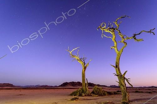 Biosphoto | 2069049 | Desert scenery, the Milky Way and dead camel thorn, giraffe thorn (Vachellia erioloba) trees at night. Sossusvlei. Namib-Naukluft National Park. Near Sesriem. Namibia | &copy; Roger de La Harpe / Biosphoto