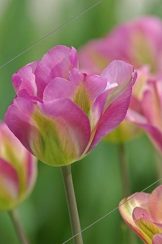 Biosphoto | 452135 | Detail from a pink flower of Viridiflora Greenland Tulip | &copy; Xiaodisc / Green Eye / Biosphoto